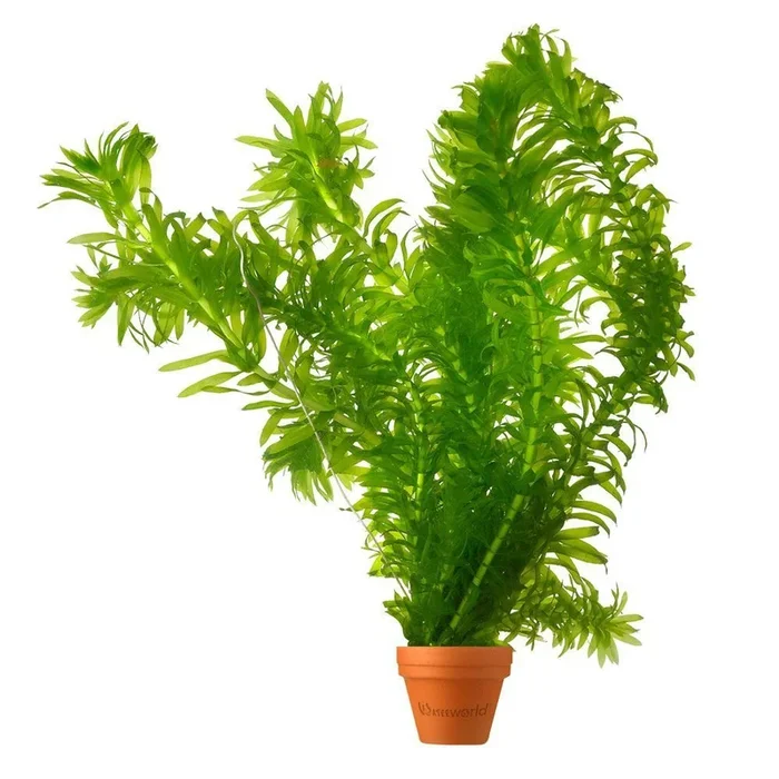 elodea densa
