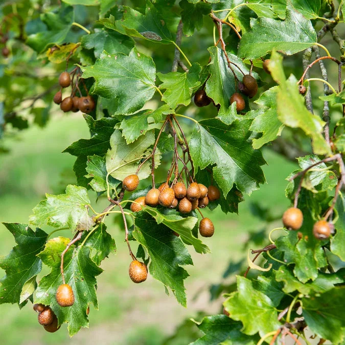 Elsbeere