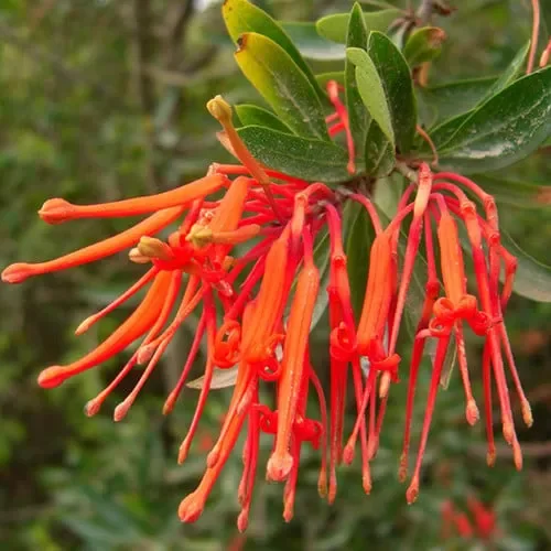 Embothrium Coccineum