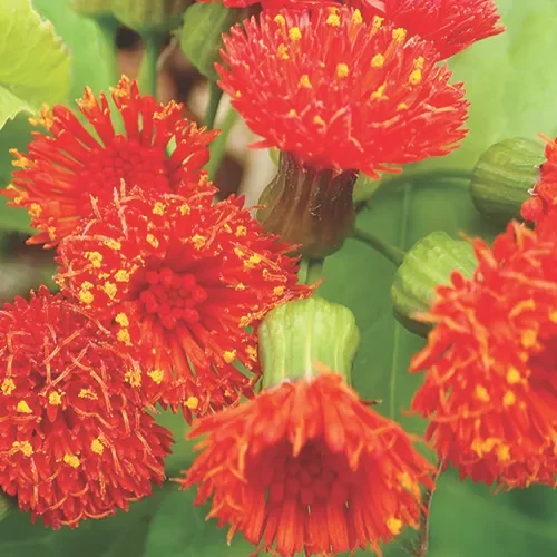 Emilia Sonchifolia ‚Scarlet Magic‘
