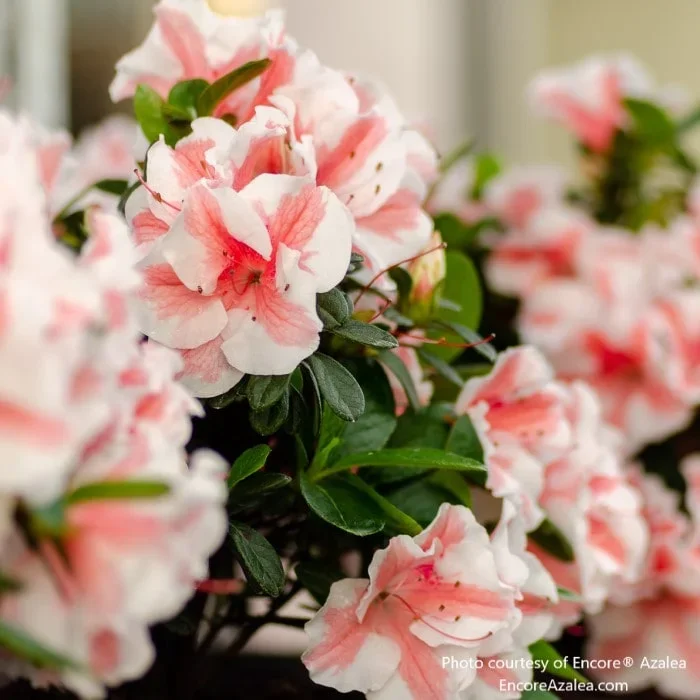 Encore® Azalea ‚Autumn Starburst‘