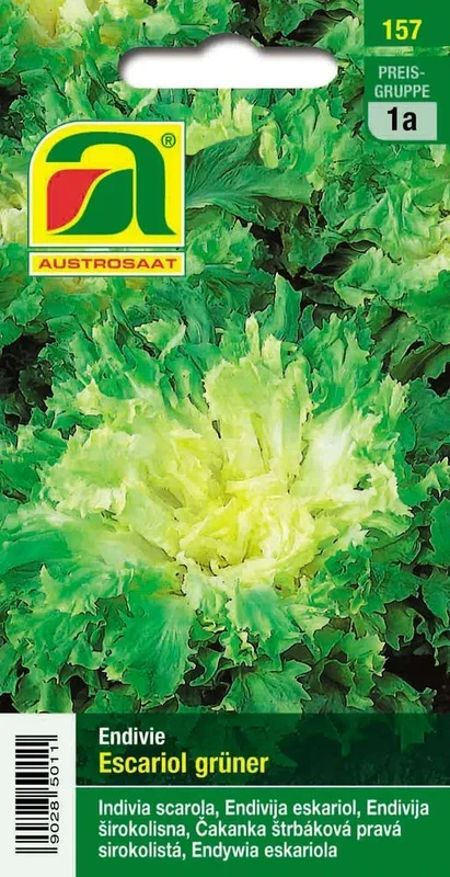 Endivie Escariol grüner