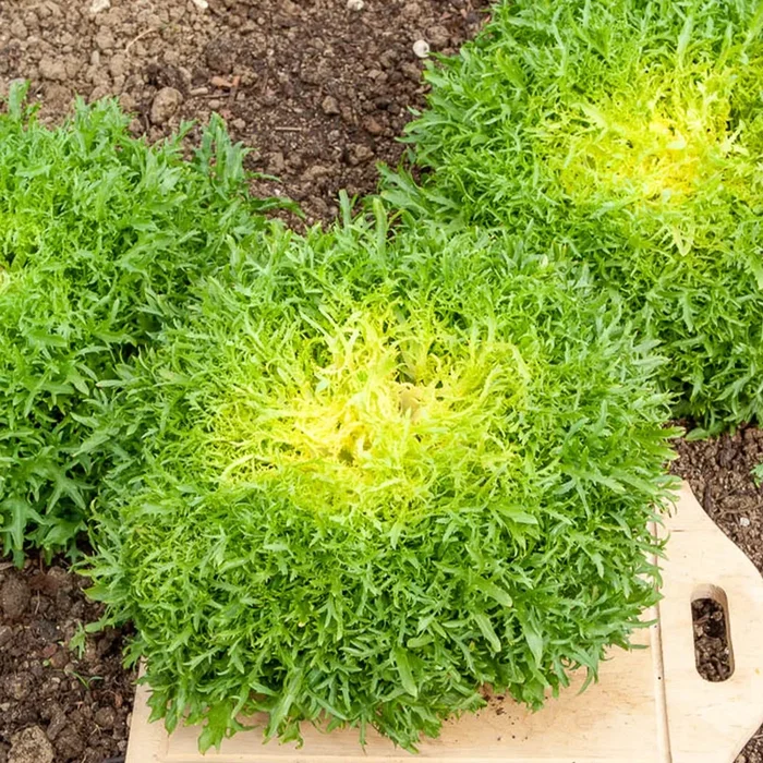 Endiviensalat Fine de Louviers