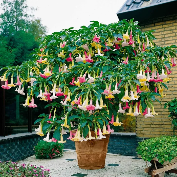 Engelstrompete ‚Tricolor‘