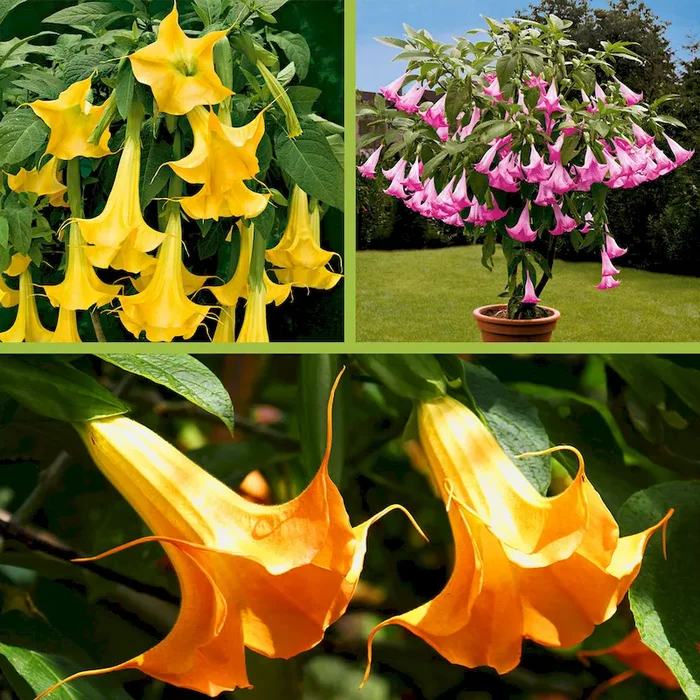 Engelstrompete Datura (Gelb, Pink, Orange) Bestellnummer 6621364