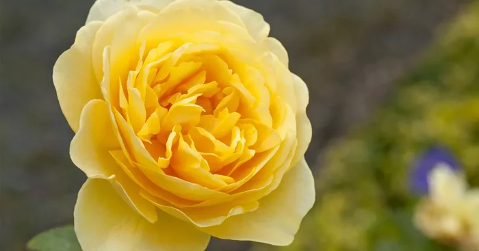 Englische Rosen${2}