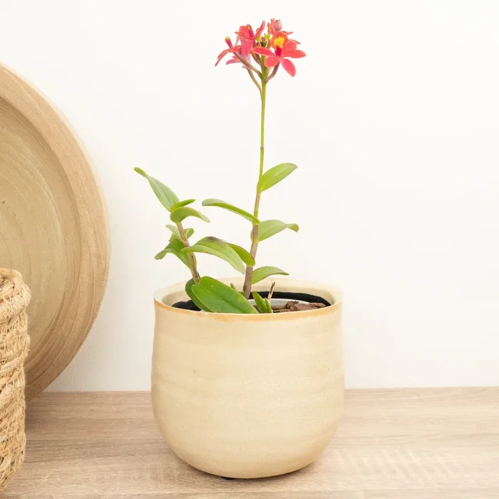 Epidendrum Ibaguense Raspberry