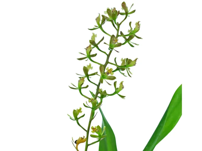 Epidendrum negropautense