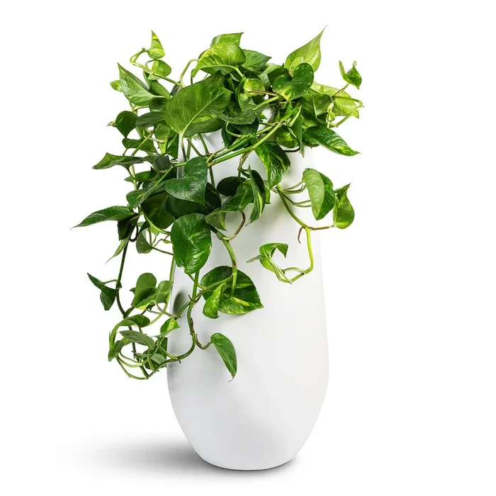 Epipremnum aureum – Golden Pothos