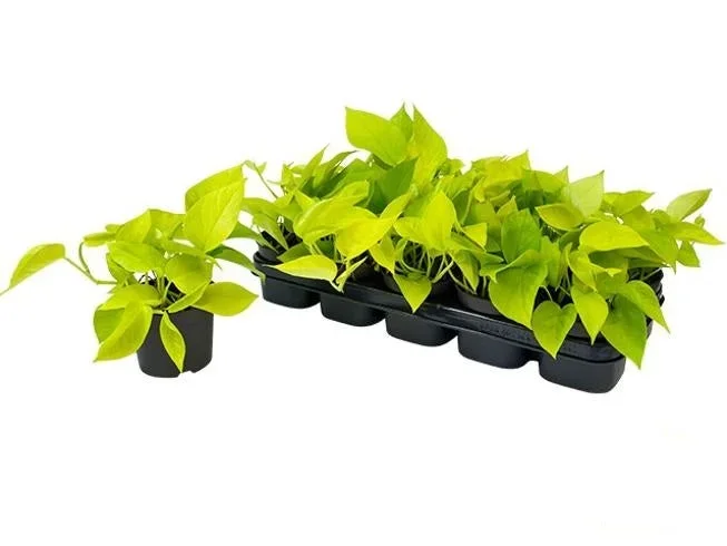 Epipremnum Golden Pothos, Topf Ø 12 / Höhe ca. 20 cm – Efeutute Rankpflanze Pflegeleicht Hängepflanze Zimmerpflanze