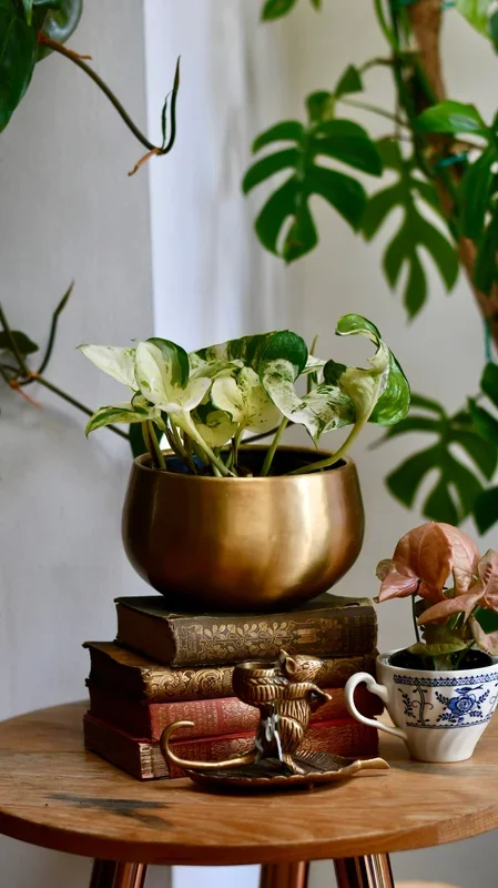 Epipremnum Happy Plant in Atsu Brass Pot