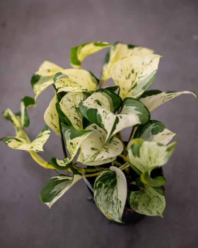 Epipremnum manjula ‚Happy Leaf‘