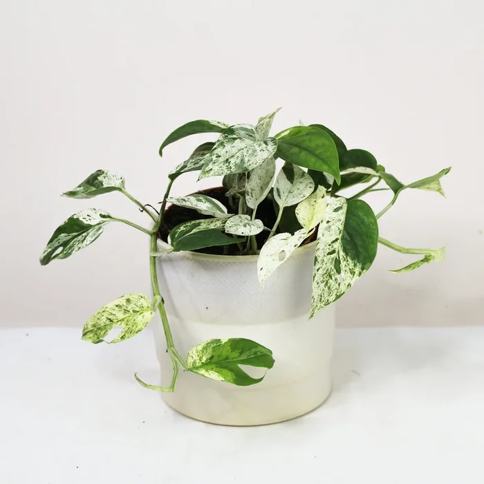 Epipremnum Pinnatum Marble Variegata