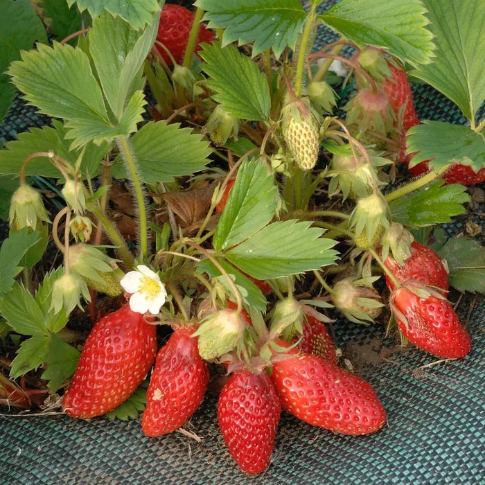 Erdbeere Gariguette