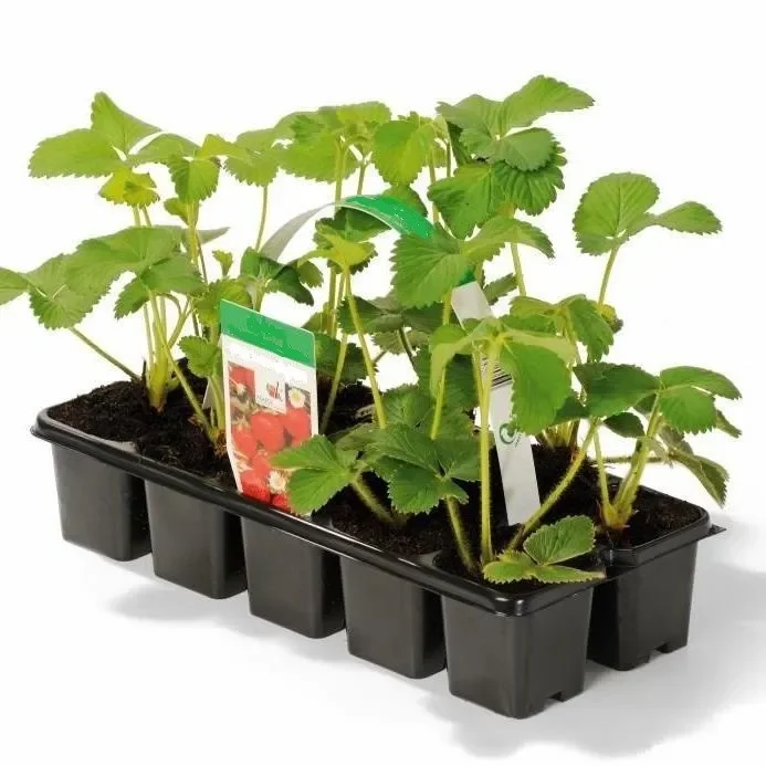 Erdbeere Korona (10-er Tray)