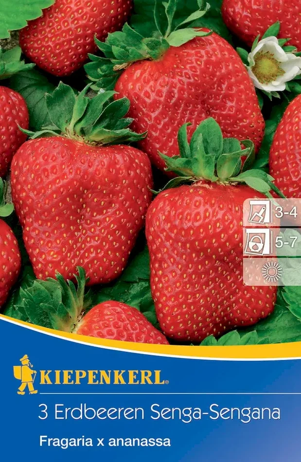 Erdbeeren Senga-Sengana Fragaria x ananassa