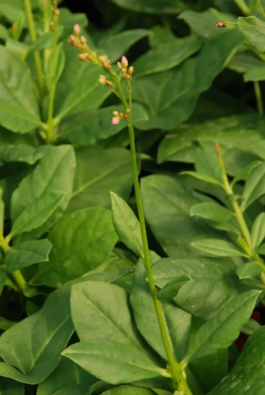Erdginseng, Surinamspinat, Tu Ren Shen – Talinum paniculatum