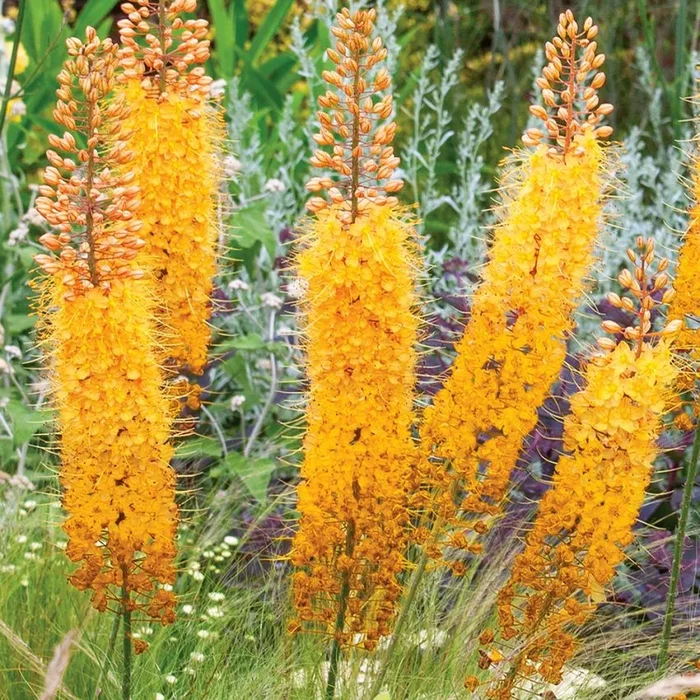 Eremurus isabellinus