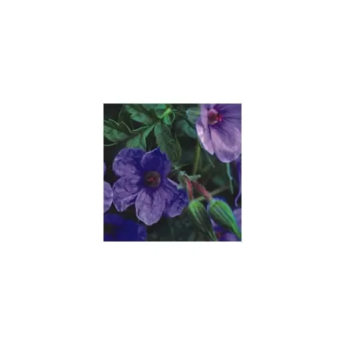 Erodium Gruinum