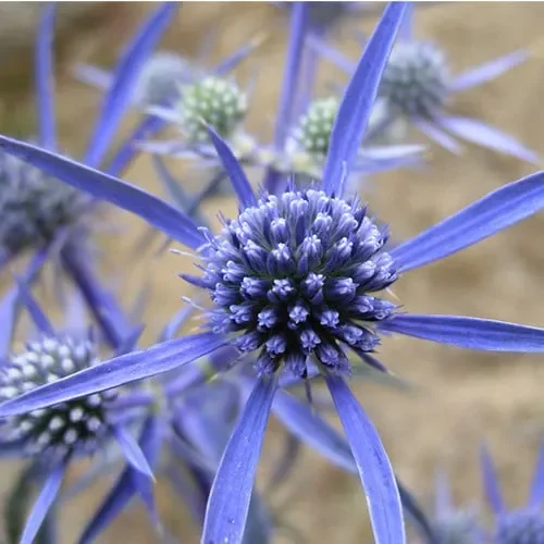 Eryngium Amethystinum