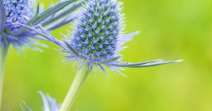 Eryngium zabelii Big Blue