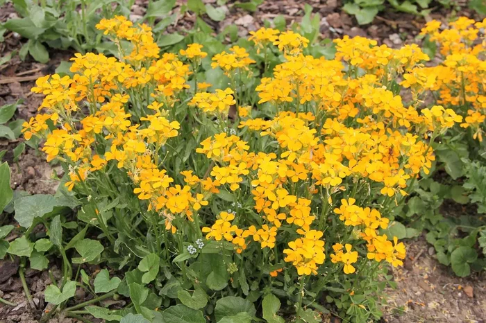 Erysimum linifolium ‚Orange Flame‘ (Goldlack, Schöterich)
