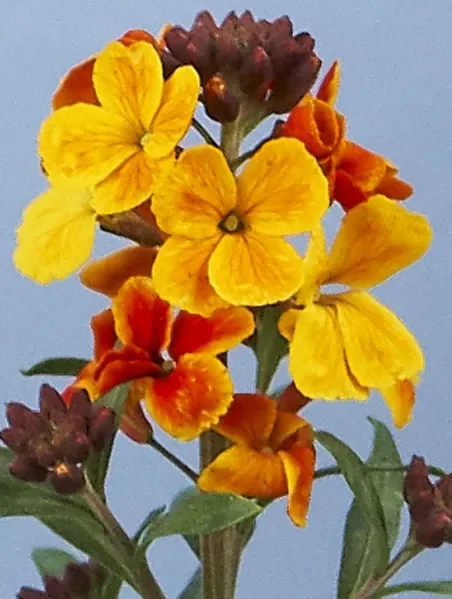 Erysium RYSI »Copper«