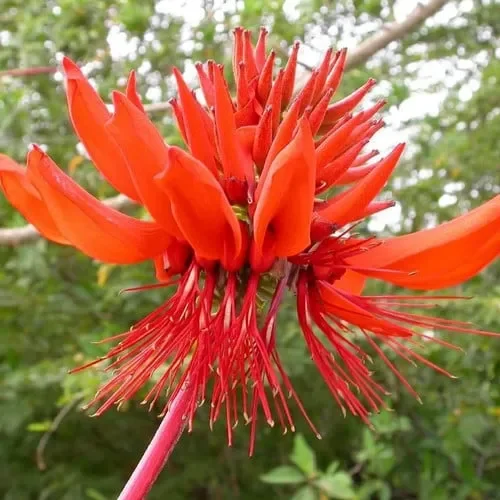 Erythrina Arborescens