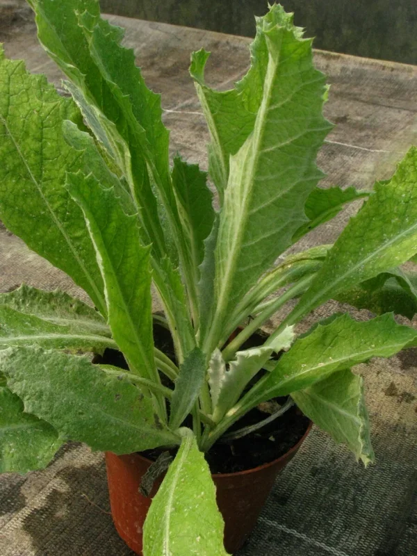 Eselsdistel, Wolldistel – Onopordum acanthium