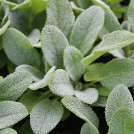 Eselsohr / Andorn (Stachys byzantina)
