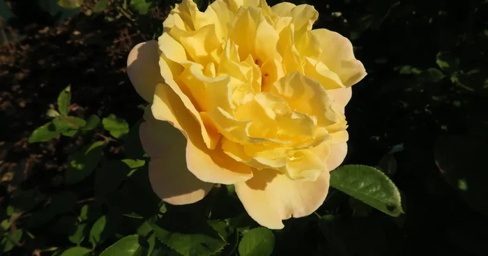 Essbare Rose ‚Nadia Zerouali ‚™