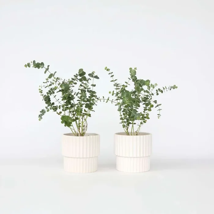 Eucalyptus ‚Baby Blue‘ – Set of 2 – Eucalyptus bushes