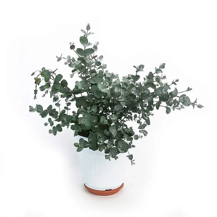 EUKALYPTUS
