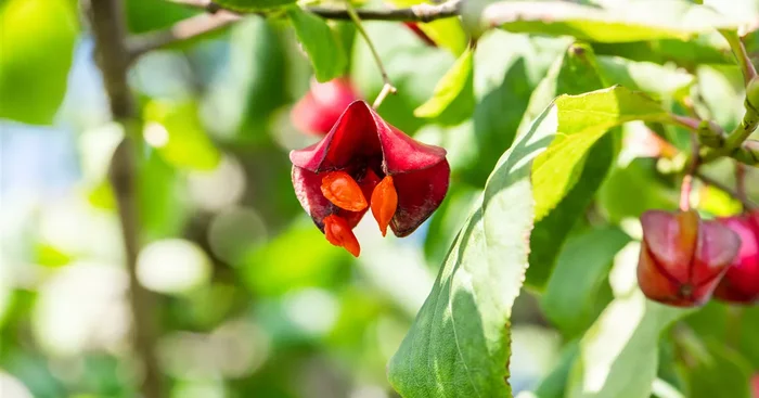 Euonymus europaeus ‚Red Cascade‘