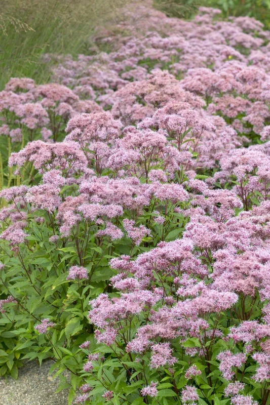 Eupatorium (Wasserdost) Purple Blush
