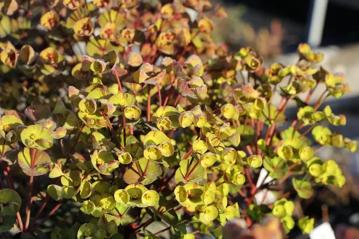 Euphorbia ‚Black Bird‘ ® (Wolfsmilch)