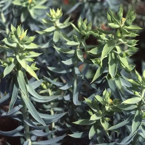 Euphorbia ‚Rose’s Surprise‘