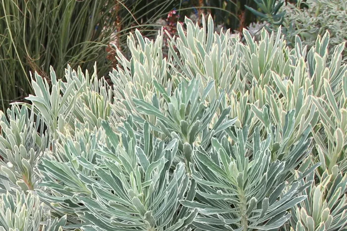 Euphorbia characias ssp. wulfenii ‚Silver Swan‘ (Weißbunte Mittelmeer-Wolfsmilch)