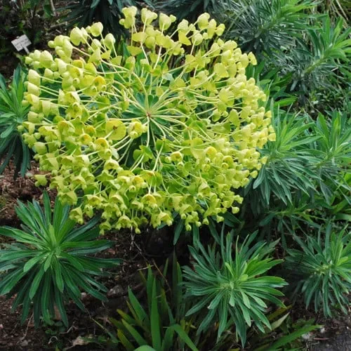 Euphorbia Characias Wulfenii