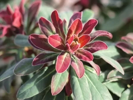 Euphorbia cultivar „Efanthia“ – Wolfsmilch