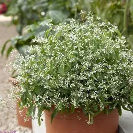 Euphorbia Diamond Frost 12 cm Topf