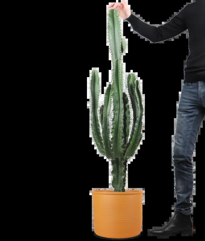 Euphorbia erytrea (Wolfsmilchkaktus) (XL)