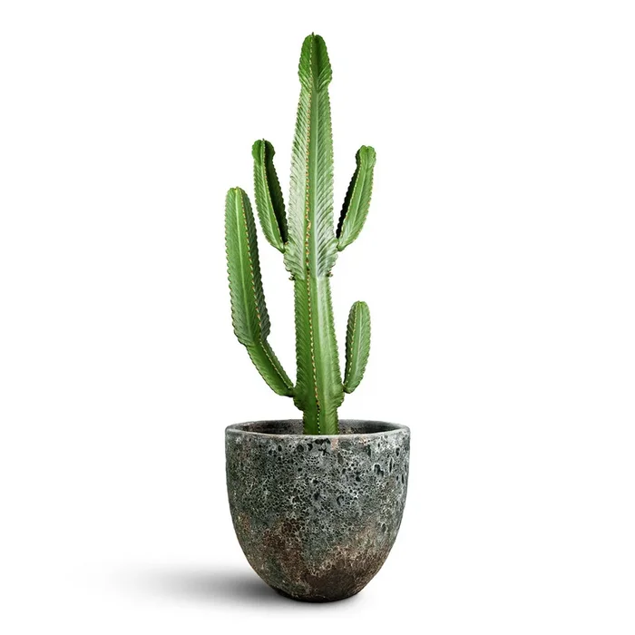 Euphorbia ingens – Candelabra Tree