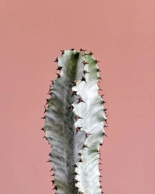 Euphorbia Ingens Marmorata ‚Ghost Euphorbia‘ L