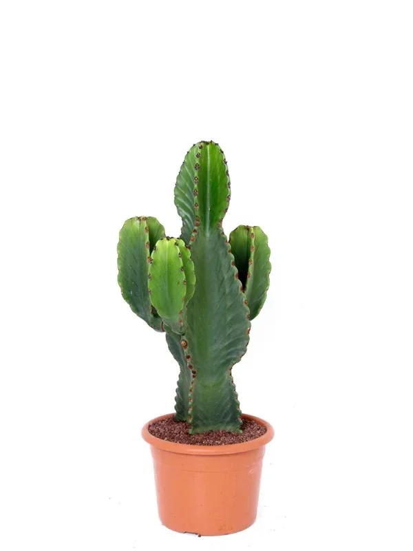 Euphorbia Ingens