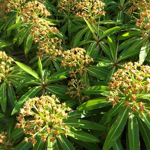 Euphorbia Mellifera