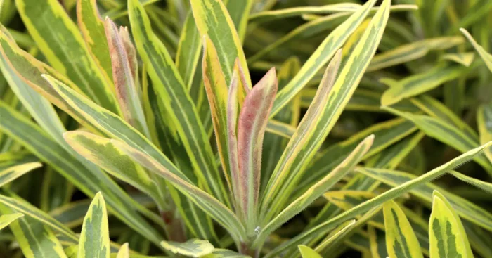 Euphorbia polychroma ‚Ascot Rainbow‘