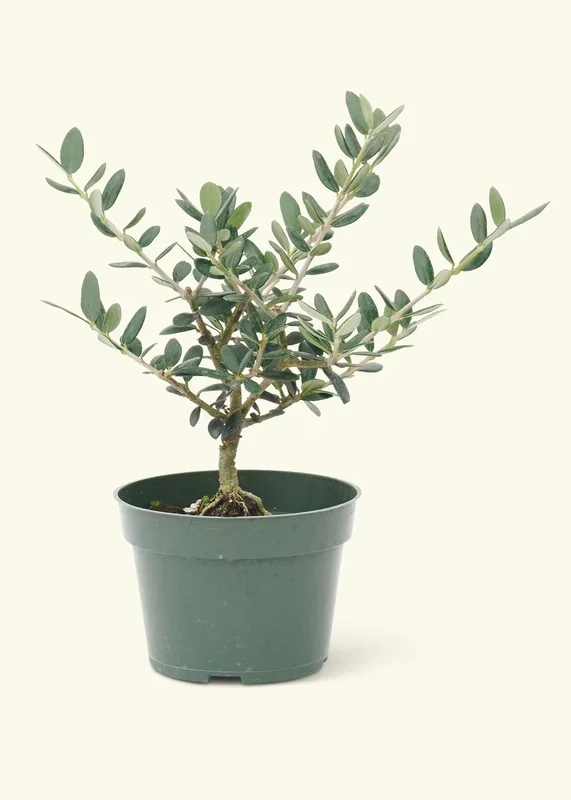 European Olive Tree, Small