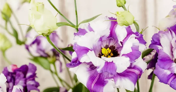 Eustoma russellanium