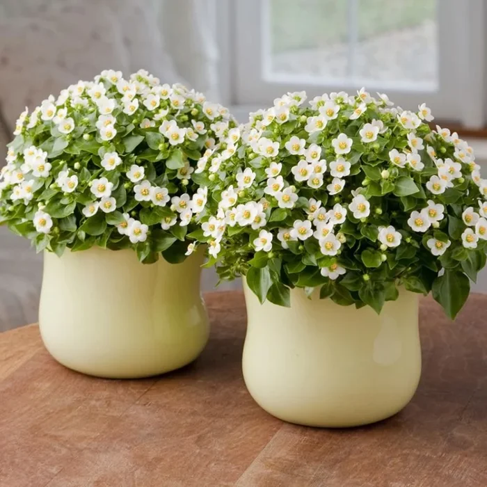Exacum affine